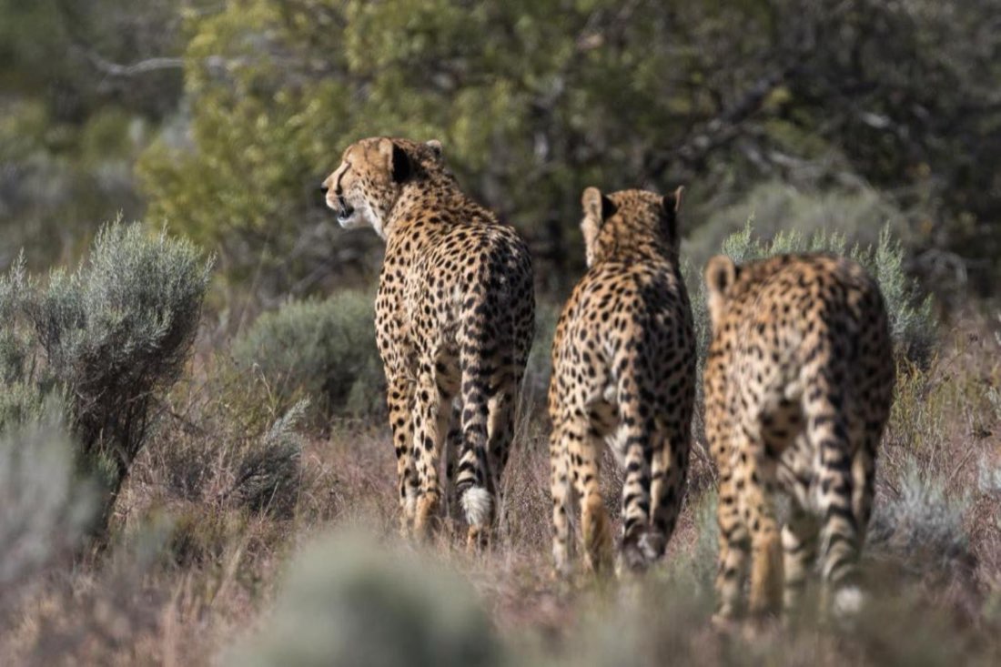 A cheetah coalition walking through Karoo scrub.