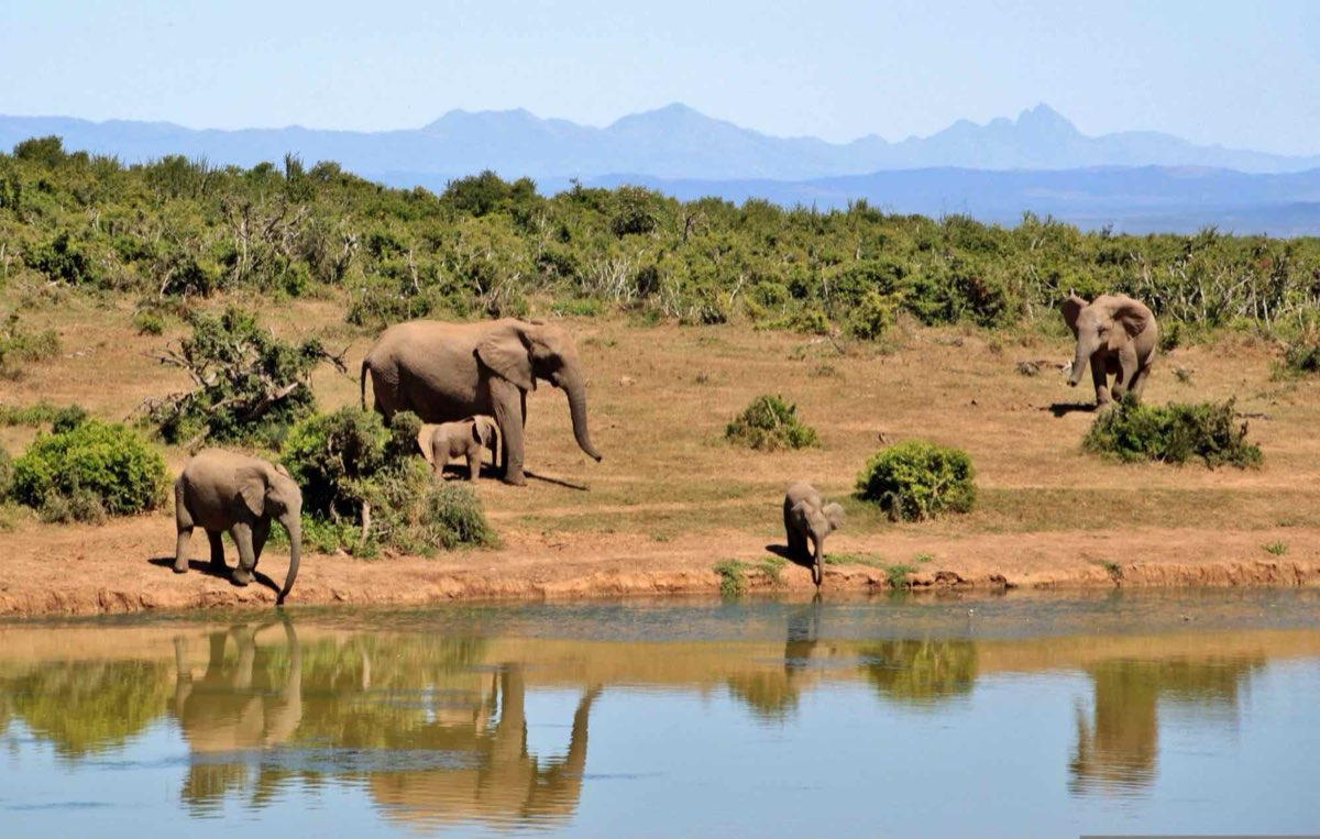 A breeding herd of elephant at a waterhole with blue mountains behind.