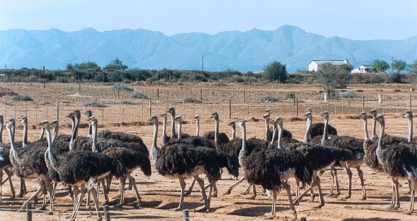 A herd of ostrich on a farm outside Oudtshoorn, with the Swartberg mountains behind.