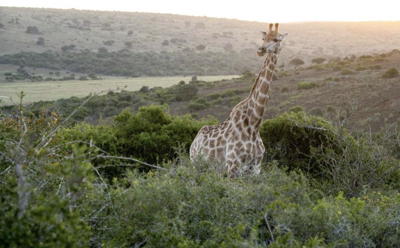 A giraffe at Schotia Private Game Reserve at golden hour.