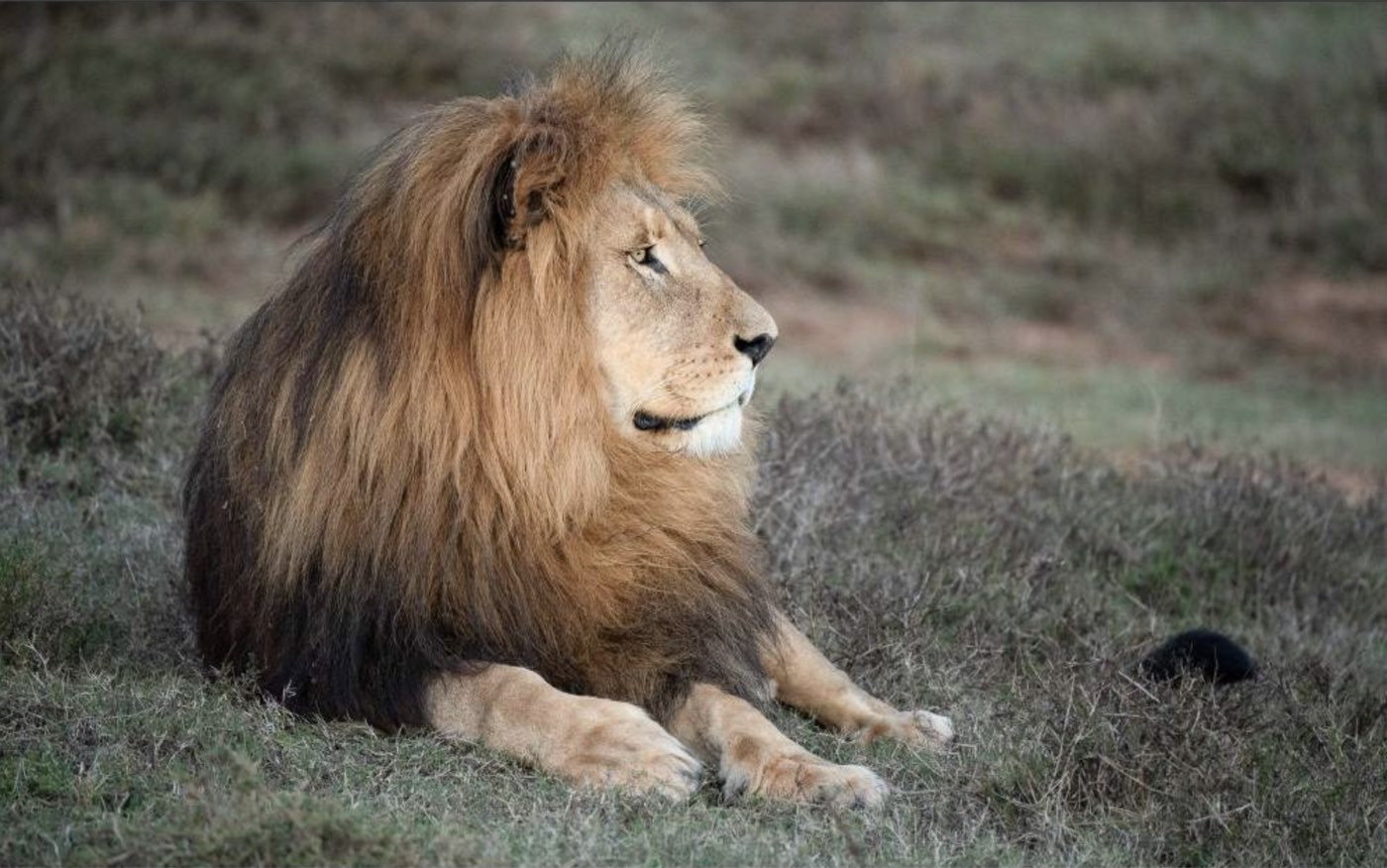 A male lion resting in the bush at Schotia Private Game Reserve.