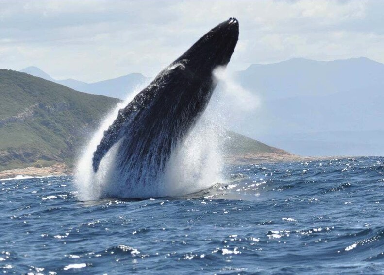 A whale breaching off Plettenberg Bay.